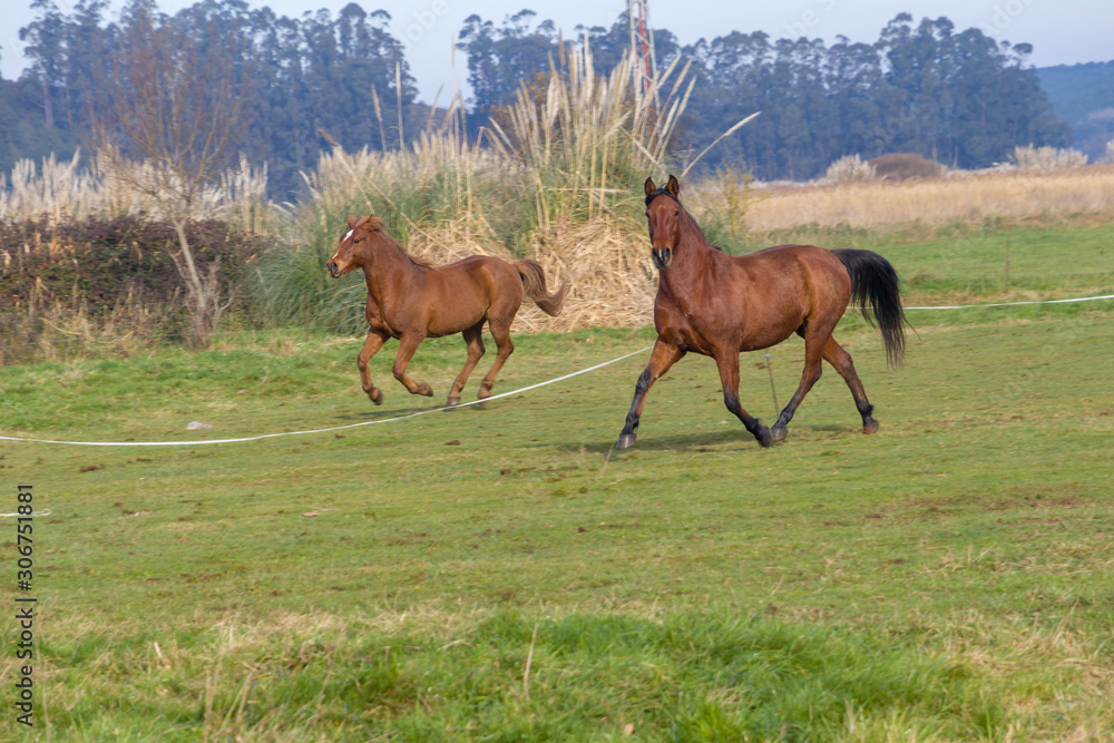 Two horses running in a meadow Two horses running in a meadow