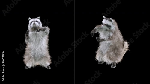 raccoon Dance CG fur 3d rendering animal realistic CGI VFX Animation Loop  composition 3d mapping cartoon, with Alpha matte