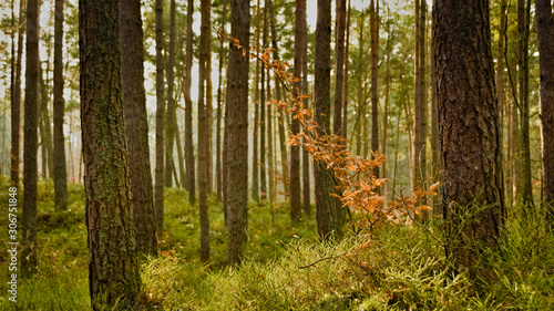 Fototapeta Naklejka Na Ścianę i Meble -  Las