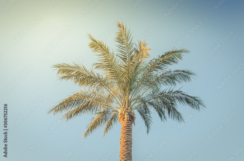 Green palm trees against the background of blue sky, natural landscape