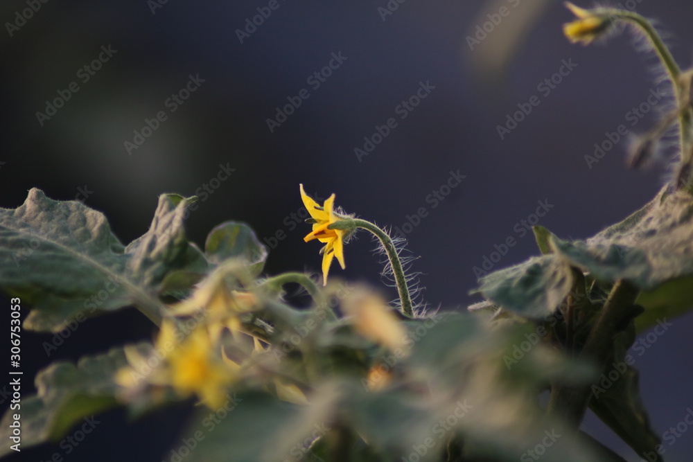 Tomato plant flowers various states of bloom Tomato plant flowers various states of bloom