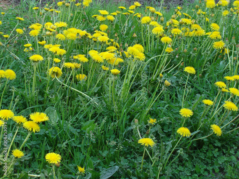 Dandelions