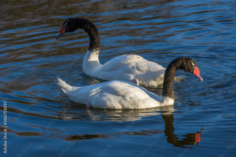 Fototapeta premium Two swans 2