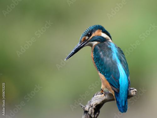 Common Kingfisher