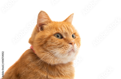 red cat isolated