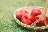 Fresh apples in basket on green grass
