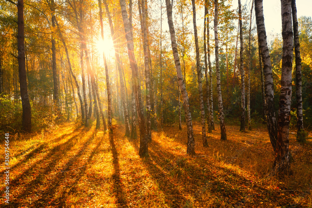 Fototapeta premium Sunlight in autumn forest