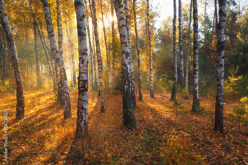 Sunny autumn birch forest © alexugalek