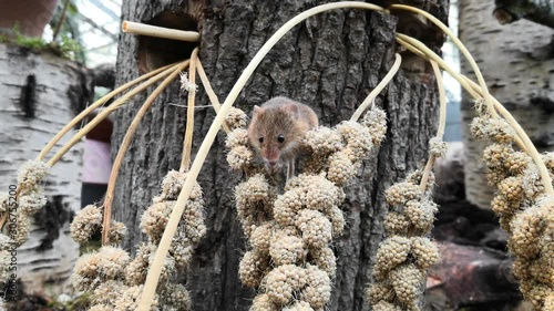 A harvest mouse (Micromys minutus), a small rodent native to Europe and Asia.