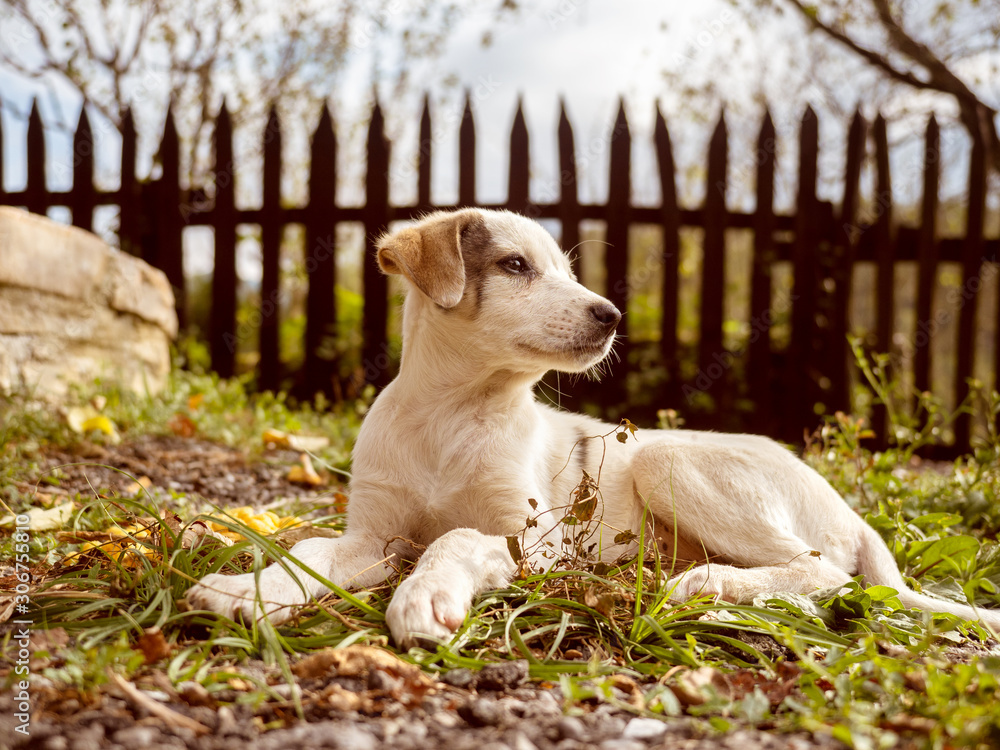 Beautiful puppy posing on camera