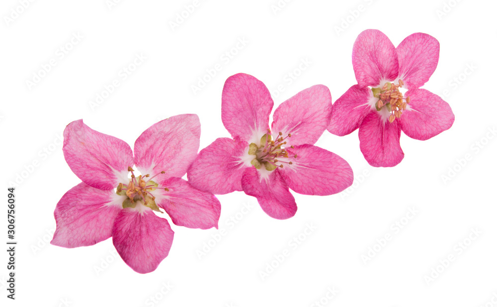 red apple tree flowers isolated red apple tree flowers isolated