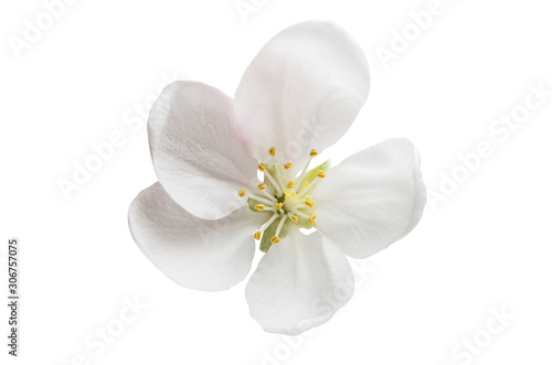 apple tree flower isolated
