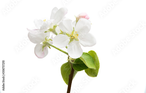 apple tree flower isolated