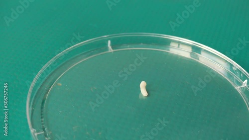 a tapeworm creeping slowly on a petri dish on a green background. Dipylidium caninum is a dangerous parasite of dogs, cats and humans.