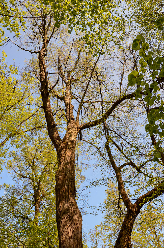 Brown tree with green leaves on a sunny day Brown tree with green leaves on a sunny day