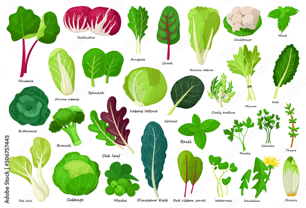 Vecteur Stock Vegetable lettuce cartoon vector icon.Illustration of