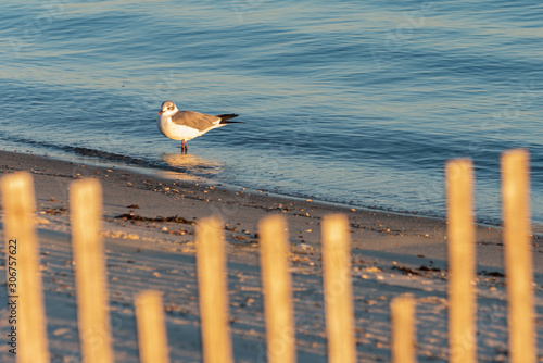 Standing in the Waves photo