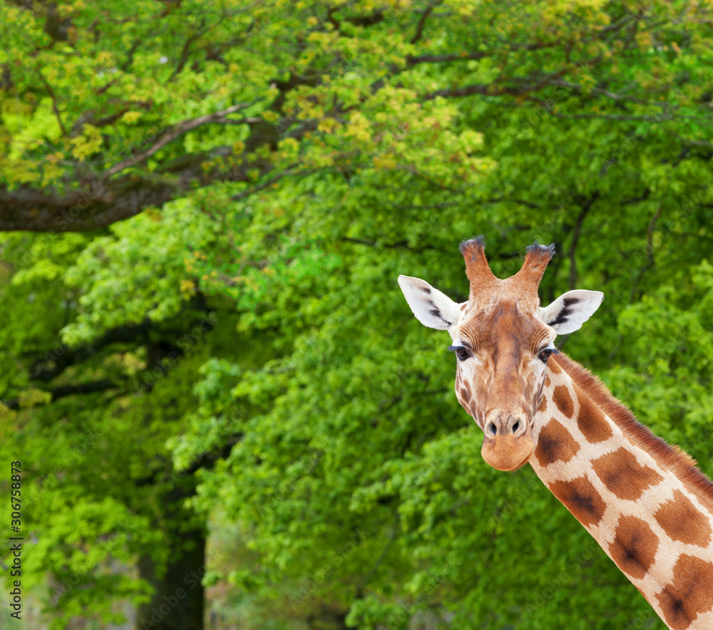 Giraffe looking