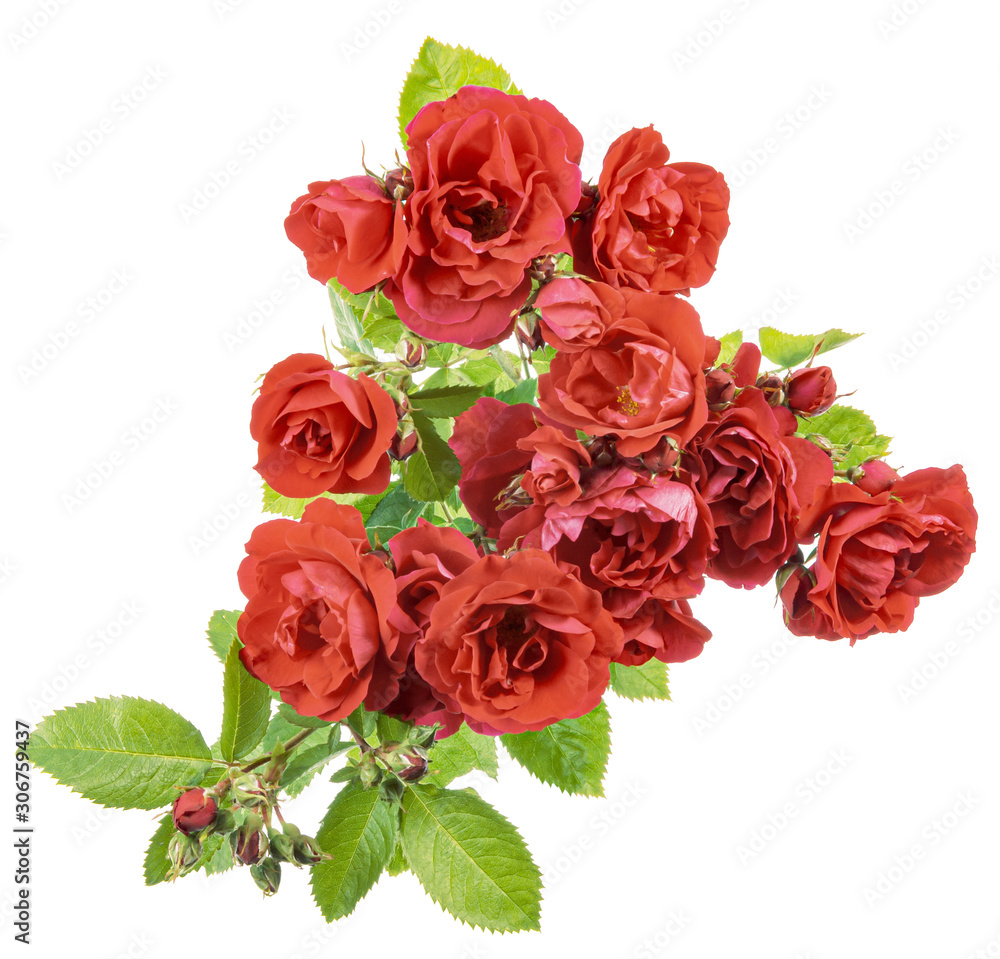 Obraz premium Rose flowers isolated over white background. Square composition