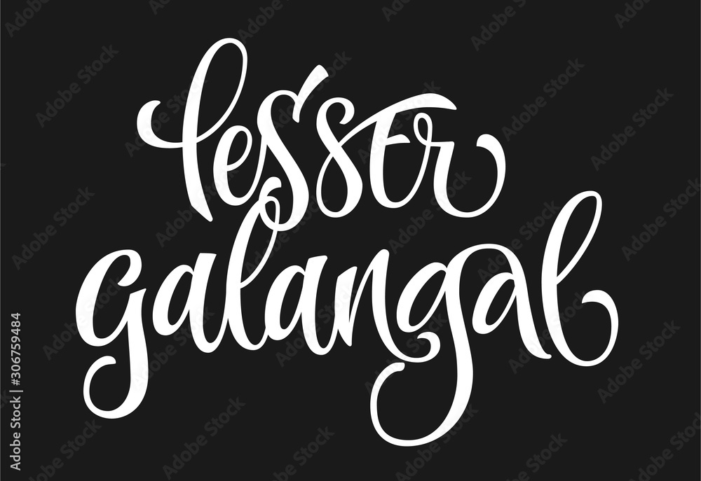 Vector hand drawn calligraphy style lettering word - lesser galangal. White colored isolated design. Isolated script spice text label.
