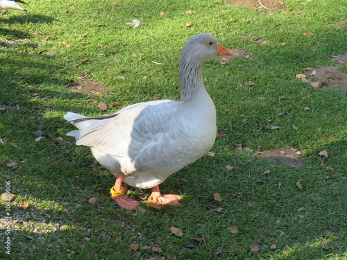 Goose in the meadow