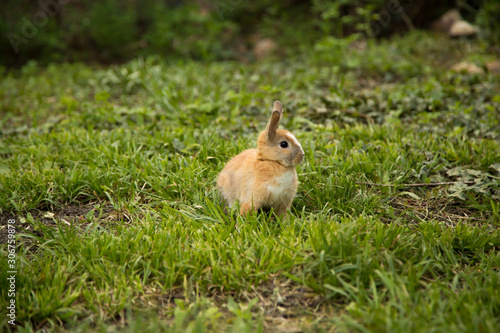 rabbit walking on the lawn.