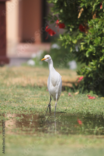 heron, Egypt