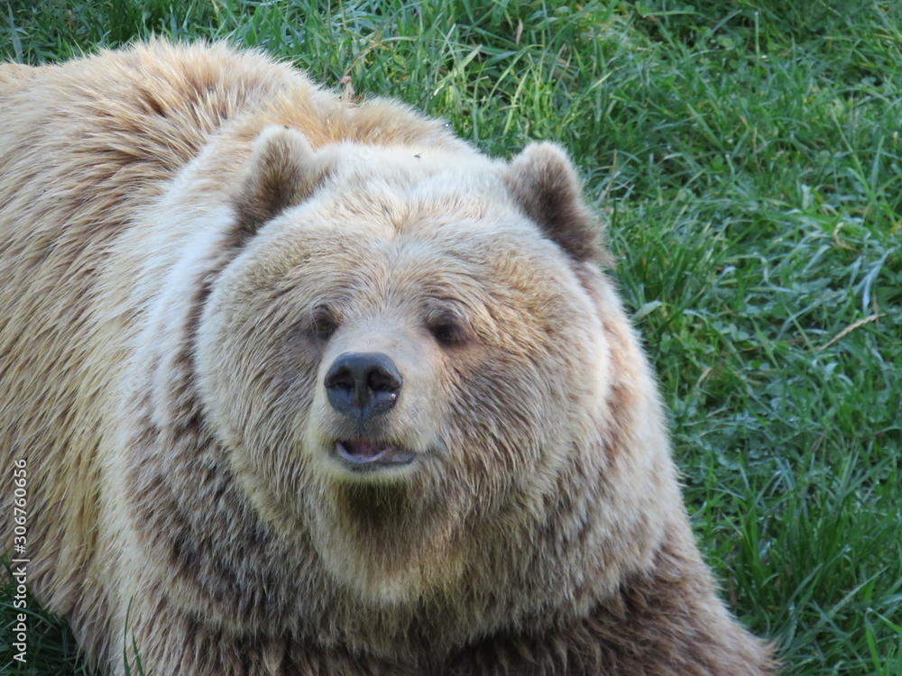 Obraz premium European brown bear in the meadow