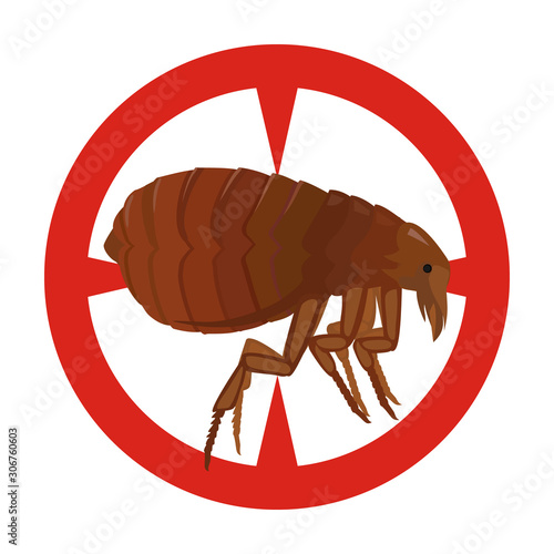 Flea vector icon.Cartoon vector icon isolated on white background flea.