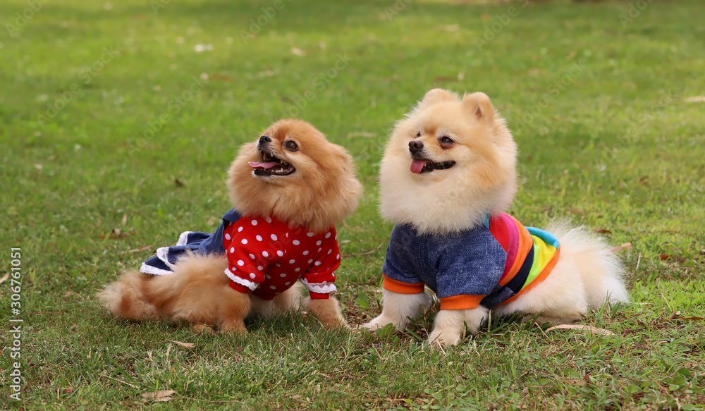 Pomeranian Boo Images Browse 46 Stock Photos Vectors And Video Adobe Stock Pomeranian Boo Images Browse 46 Stock Photos Vectors And Video Adobe Stock