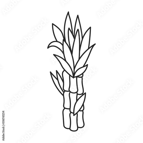Stem of sugar cane vector icon.Line vector icon isolated on white background stem of sugar cane .