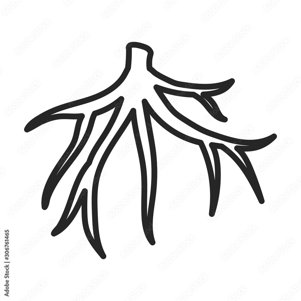 Root of sugarcane vector icon.Line vector icon isolated on white background root of sugarcane . Root of sugarcane vector icon.Line vector icon isolated on white background root of sugarcane .