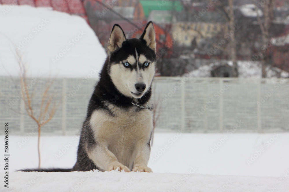 A dog with blue eyes Siberian Husky looks ahead on white snow and fence background