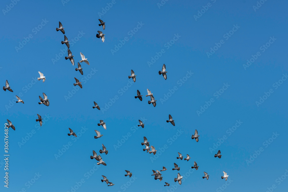 flock of parallel flying pigeons in the sun, synchronized flight, group of flying pigeon against blue sky flock of parallel flying pigeons in the sun, synchronized flight, group of flying pigeon against blue sky