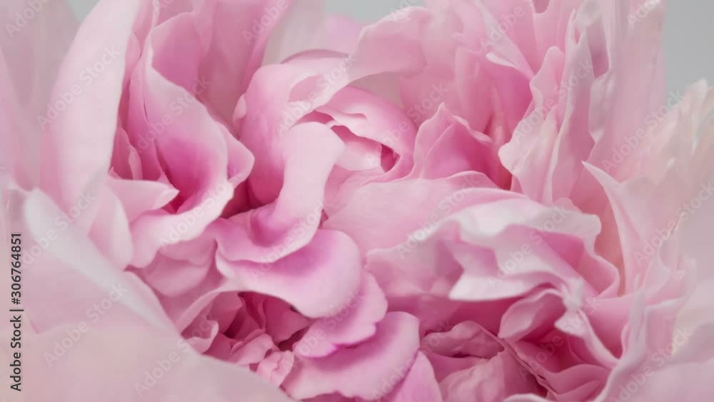 Beautiful pink peony background. Blooming peony flower outdoor, time lapse, closeup. Macro Beautiful pink peony background. Blooming peony flower outdoor, time lapse, closeup. Macro