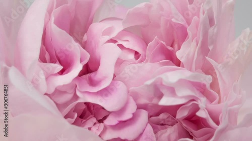 Beautiful pink peony background. Blooming peony flower outdoor, time lapse, closeup. Macro photo