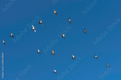 flock of parallel flying pigeons in the sun, synchronized flight, group of flying pigeon against blue sky
