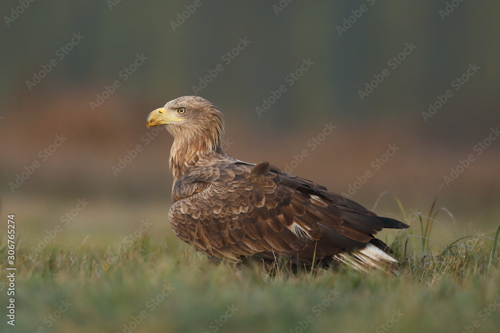 White tailed eagle (Haliaeetus albicilla) White tailed eagle (Haliaeetus albicilla)