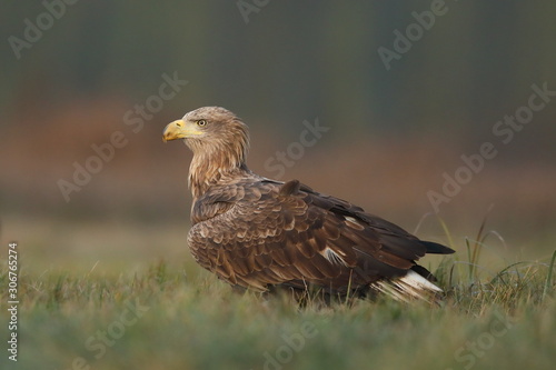 White tailed eagle (Haliaeetus albicilla)