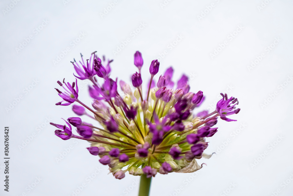 Closeup of the blossom of a Persian onion (allium cristophii) in the sunshine. Closeup of the blossom of a Persian onion (allium cristophii) in the sunshine.