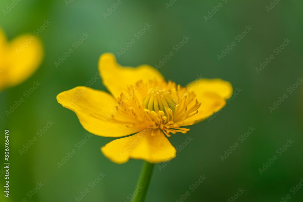 Closeup of the blossom of a marsh marigold (Caltha palustris) in the sunshine. Closeup of the blossom of a marsh marigold (Caltha palustris) in the sunshine.