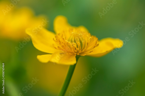 Closeup of the blossom of a marsh marigold  Caltha palustris  in the sunshine.