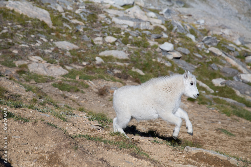 Obraz premium Valhalla Provincial Park in the West Kootenays a baby rocky mountain goat walking (Oreamnos americanus) in British Columbia, Canada.