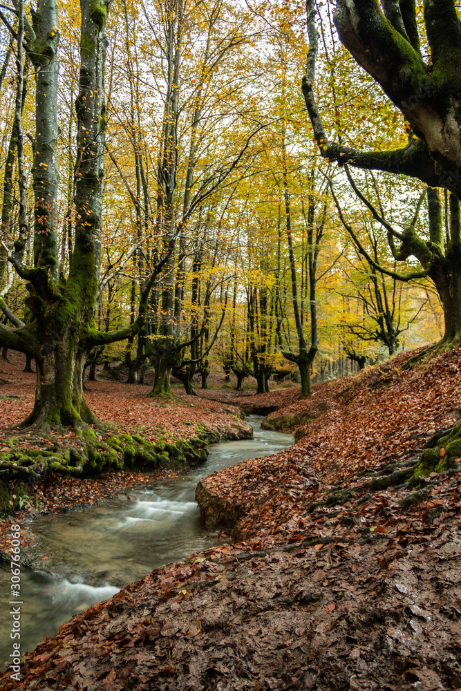 Obraz premium Otzarreta beech in autumn, Biscay, Basque Country
