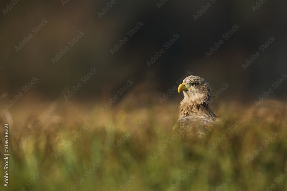 Fototapeta premium White tailed eagle (Haliaeetus albicilla)
