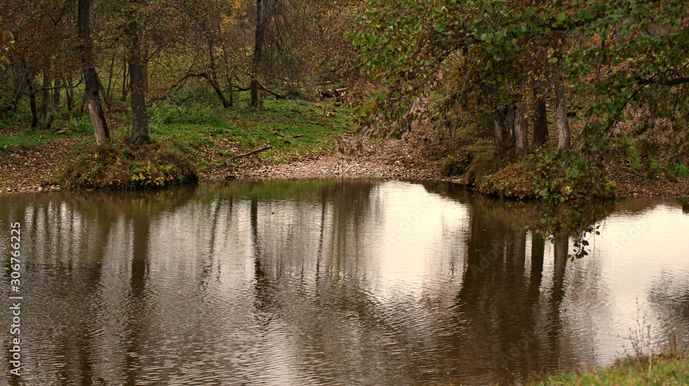 Fototapeta premium river in the forest