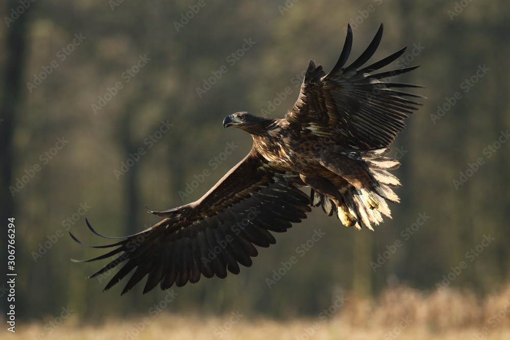 Fototapeta premium White tailed eagle (Haliaeetus albicilla)