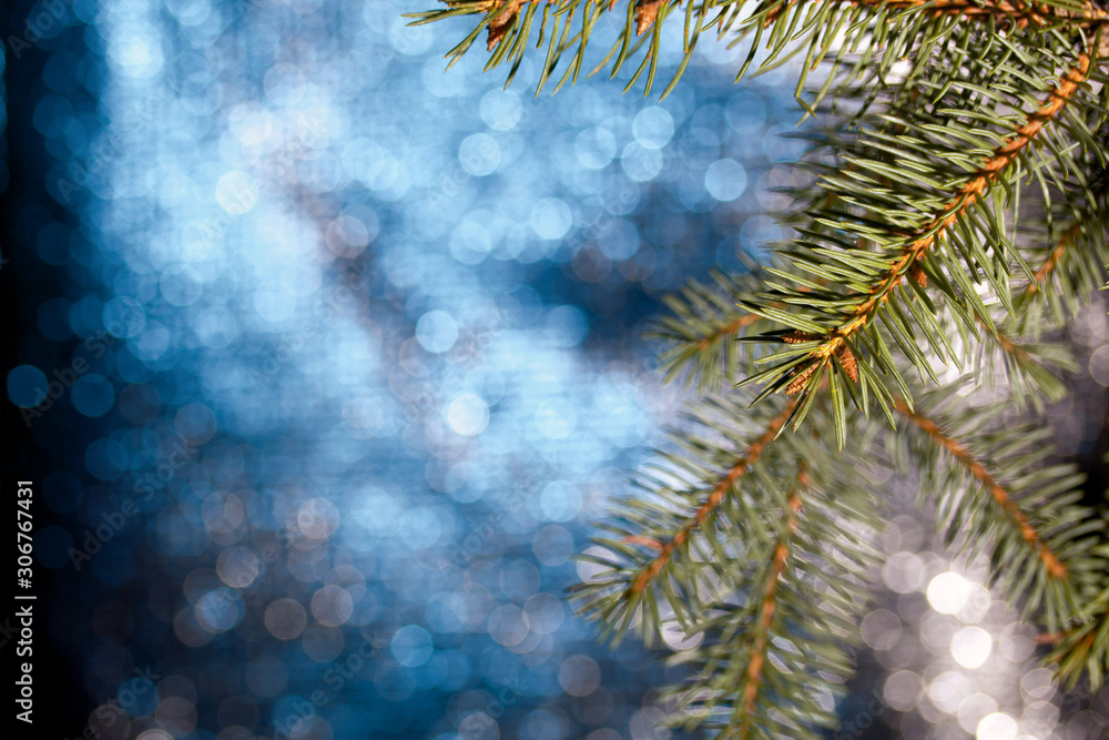 Fir branch on a bokeh background with blue-gray.