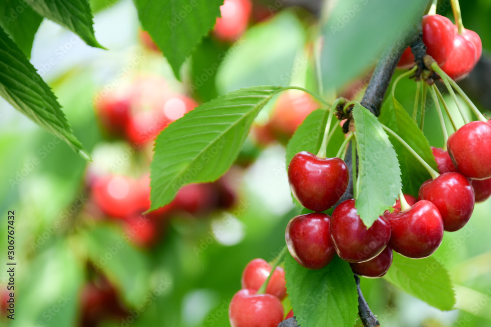 cherry tree branch with ripe large fruits cherry tree branch with ripe large fruits