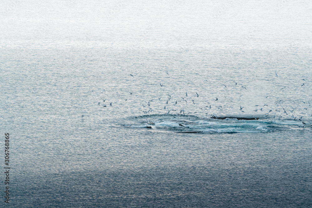 Fototapeta premium Aerial view of several humpback whales diving in the ocean with blue water and blow. Showing white fin in atlantic ocean. Photo taken in Greenland Disko bay island.